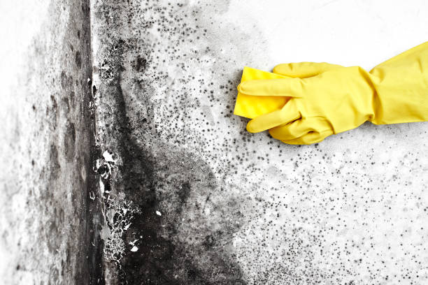 Best Black Mold Remediation in Piedmont, AL